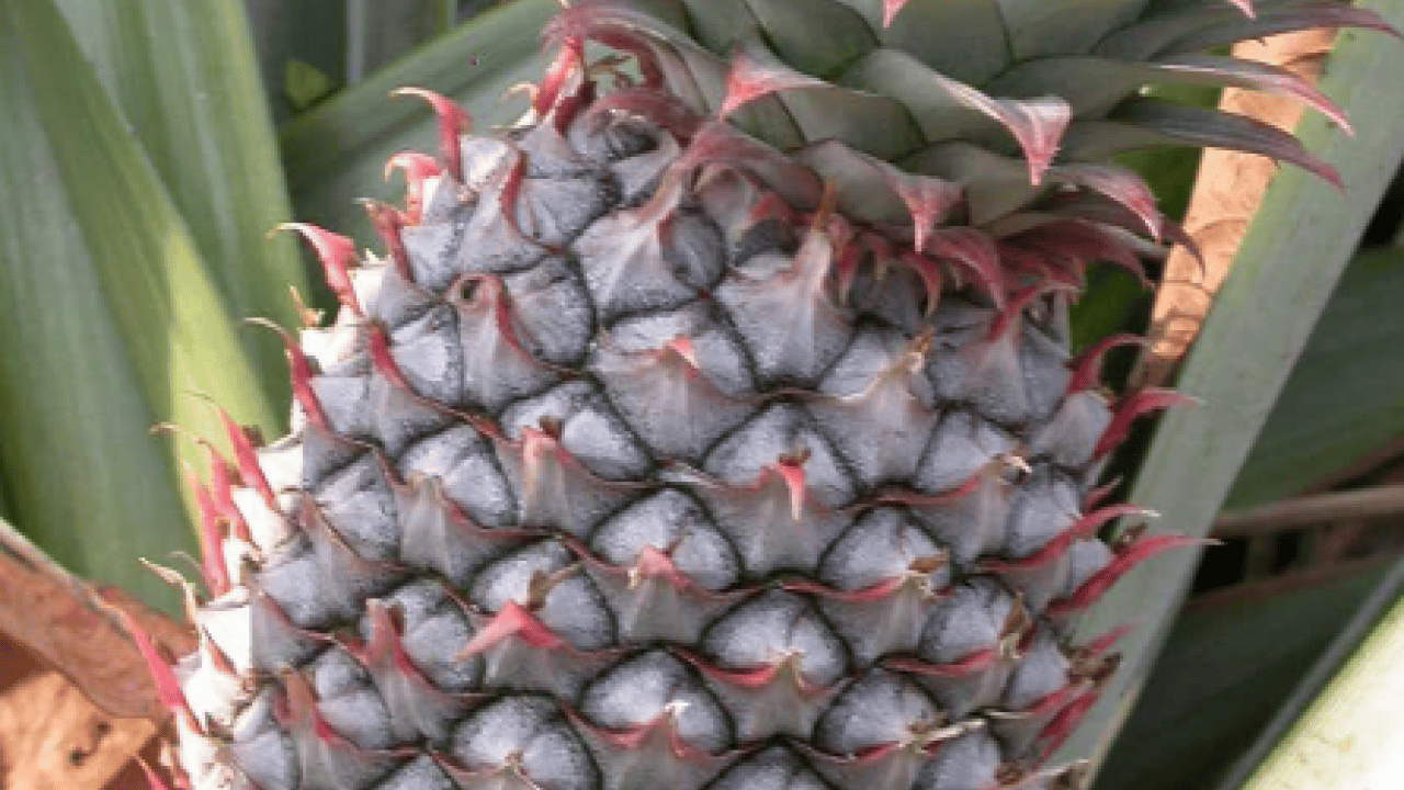 Foto - Bromelainin sinüzit tedavisinde... Ödemsavar meyve: Portakaldan daha fazla C vitamini içeriyor!