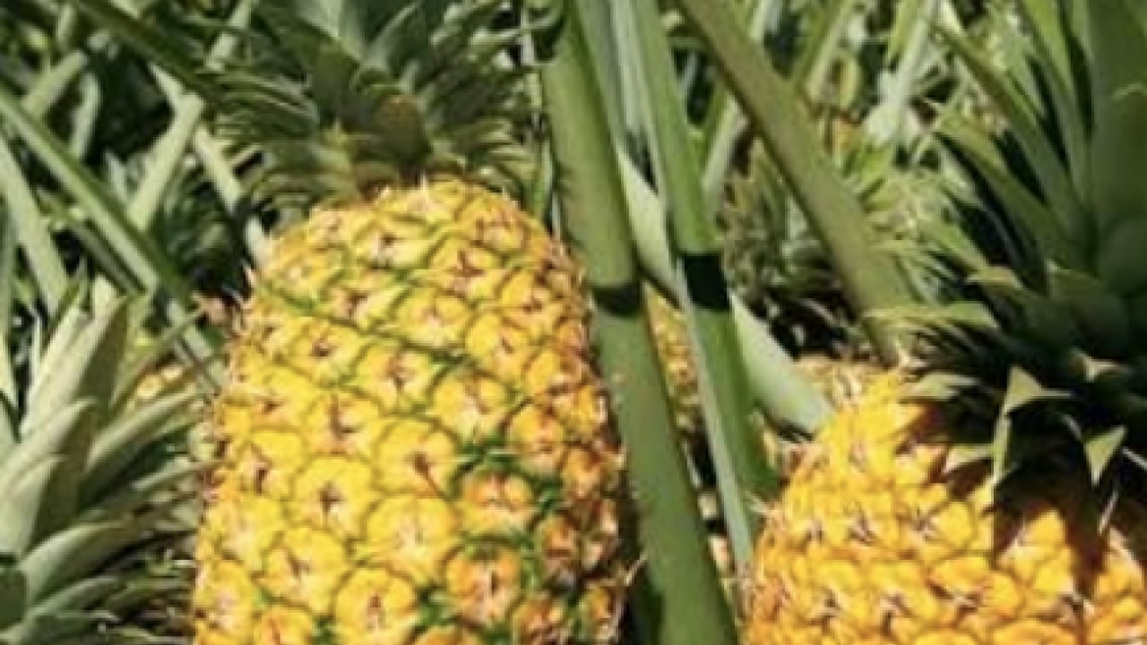 Foto - Bromelainin sinüzit tedavisinde... Ödemsavar meyve: Portakaldan daha fazla C vitamini içeriyor!