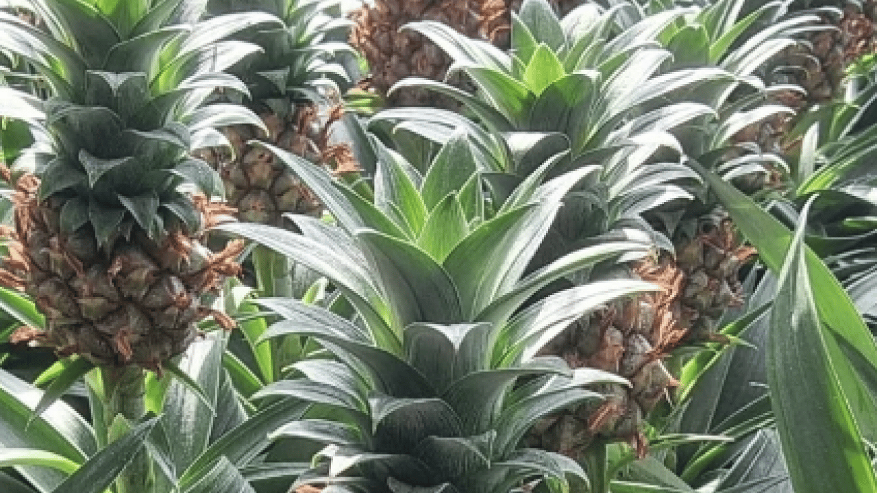 Foto - Bromelainin sinüzit tedavisinde... Ödemsavar meyve: Portakaldan daha fazla C vitamini içeriyor!