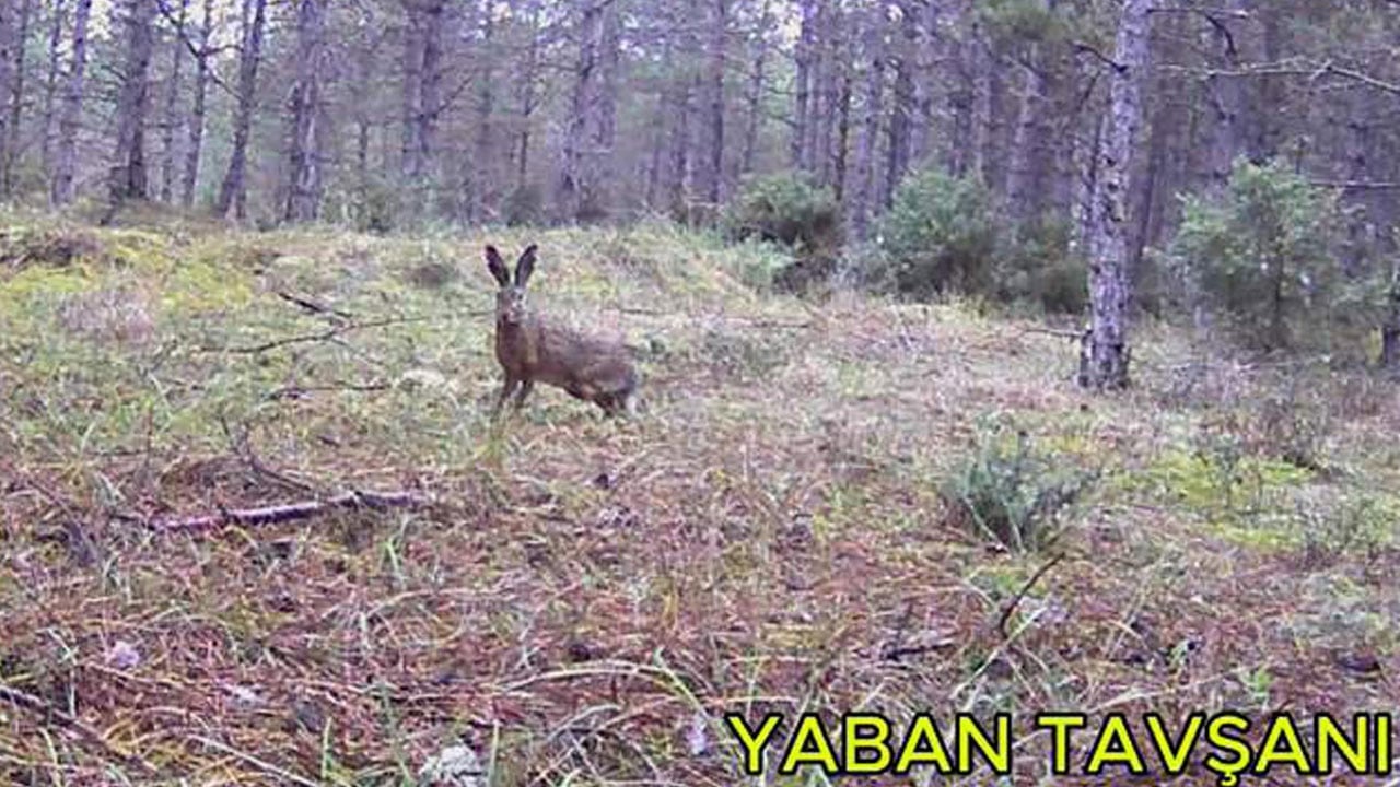 Foto - Yaban hayatını görünür kılan hobi! Şehirden kaçıp doğanın izini sürmeye başladı