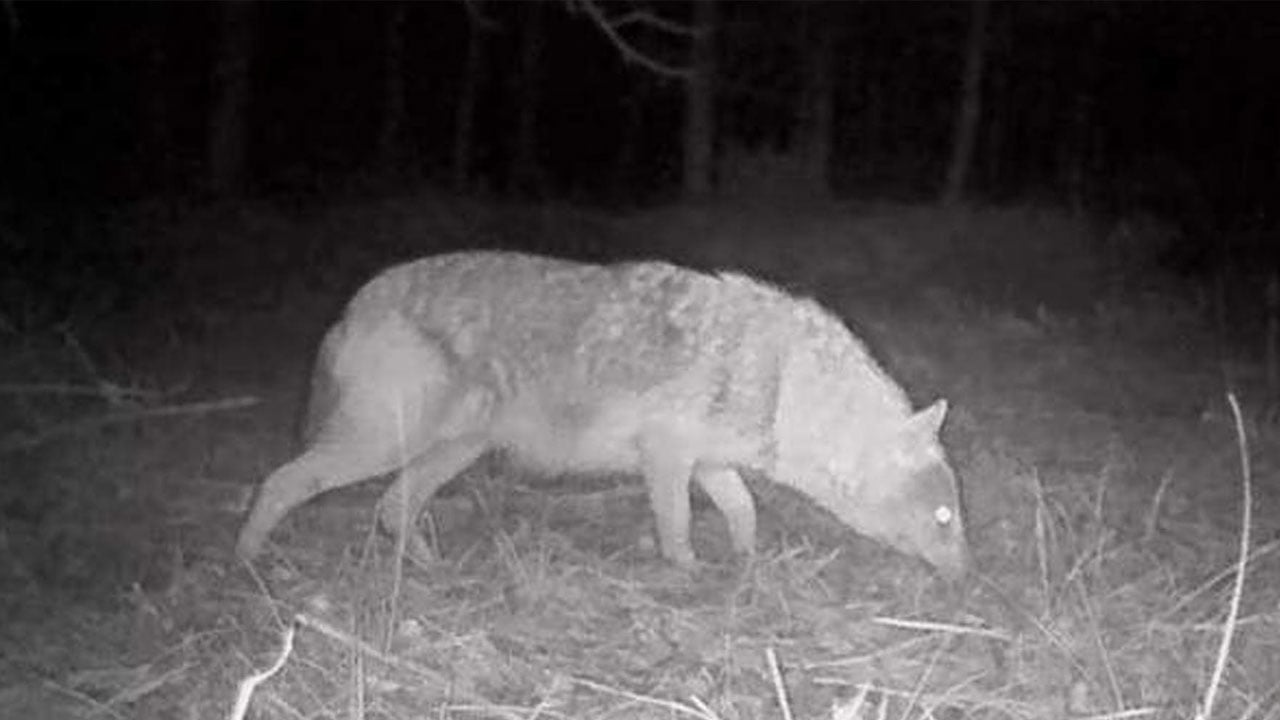 Foto - Yaban hayatını görünür kılan hobi! Şehirden kaçıp doğanın izini sürmeye başladı