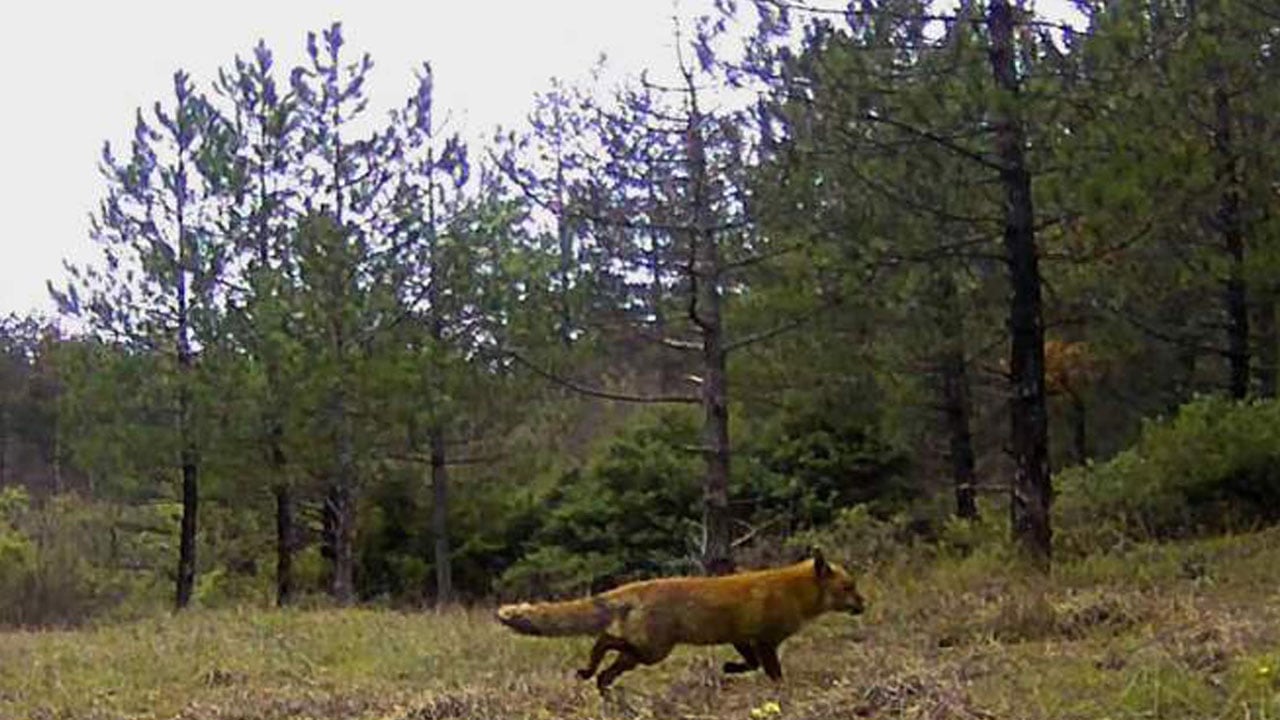 Foto - Yaban hayatını görünür kılan hobi! Şehirden kaçıp doğanın izini sürmeye başladı