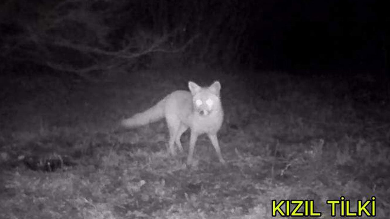Foto - Yaban hayatını görünür kılan hobi! Şehirden kaçıp doğanın izini sürmeye başladı