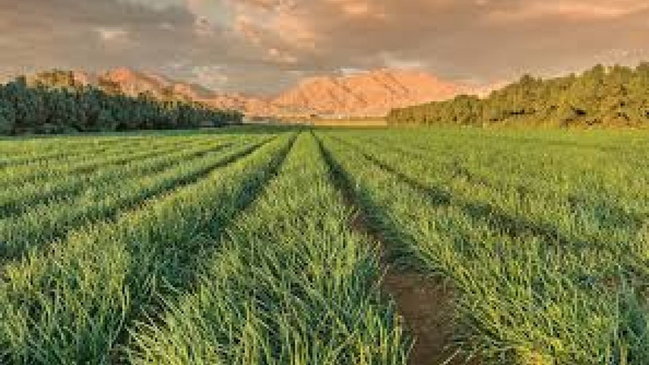 Foto - Yabancılar tarım arazilerini toplamaya başladı! Ülkede acil kodlu alarm verildi
