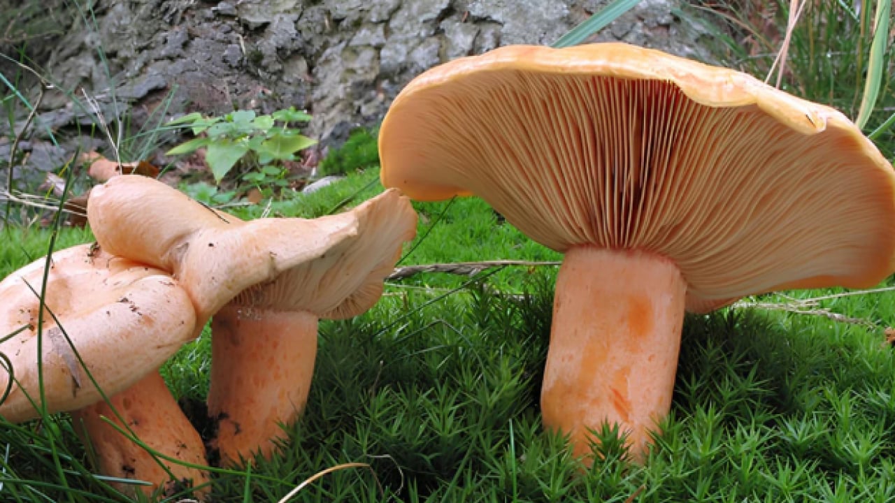 Foto - Yağmur bereket getirdi: Kilosu 300 liradan 100 liraya düştü!