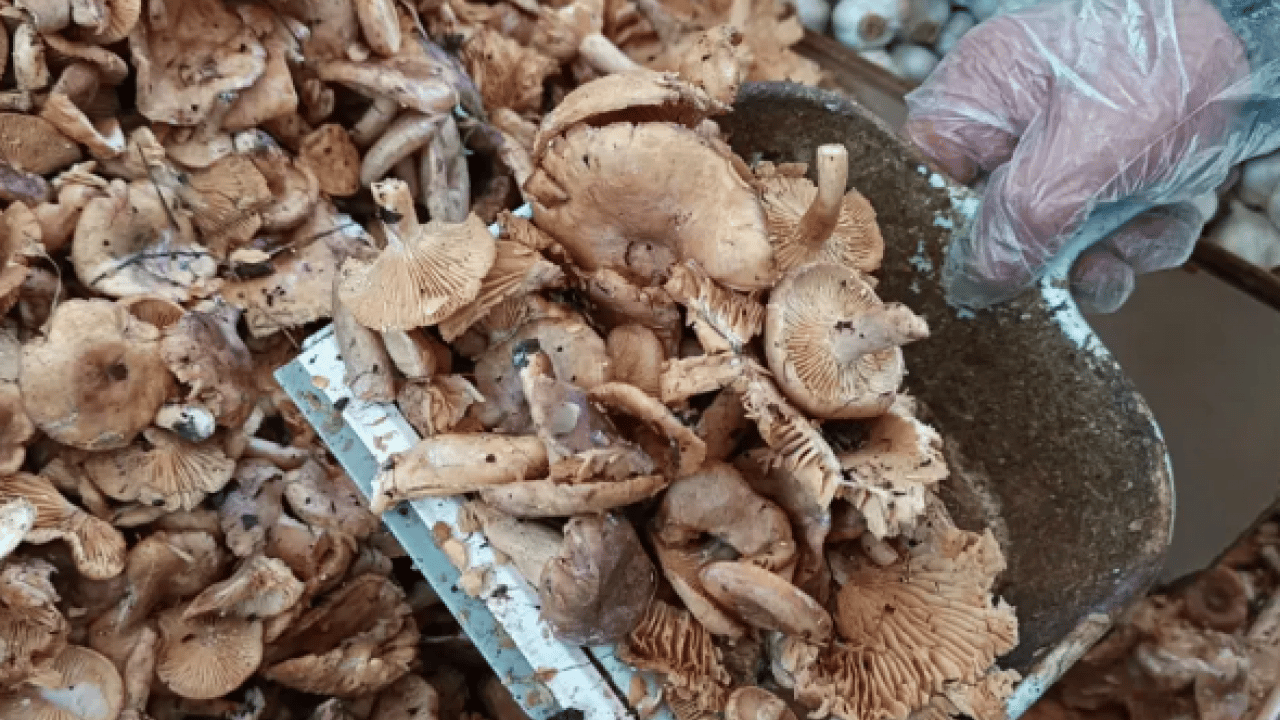 Foto - Yağmur bereket getirdi: Kilosu 300 liradan 100 liraya düştü!