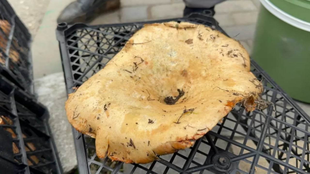 Foto - Yağmur bereket getirdi: Kilosu 300 liradan 100 liraya düştü!