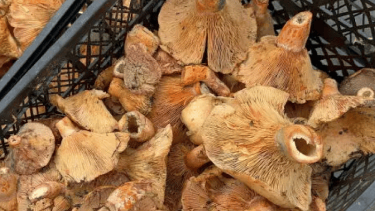 Yağmur bereket getirdi: Kilosu 300 liradan 100 liraya düştü!