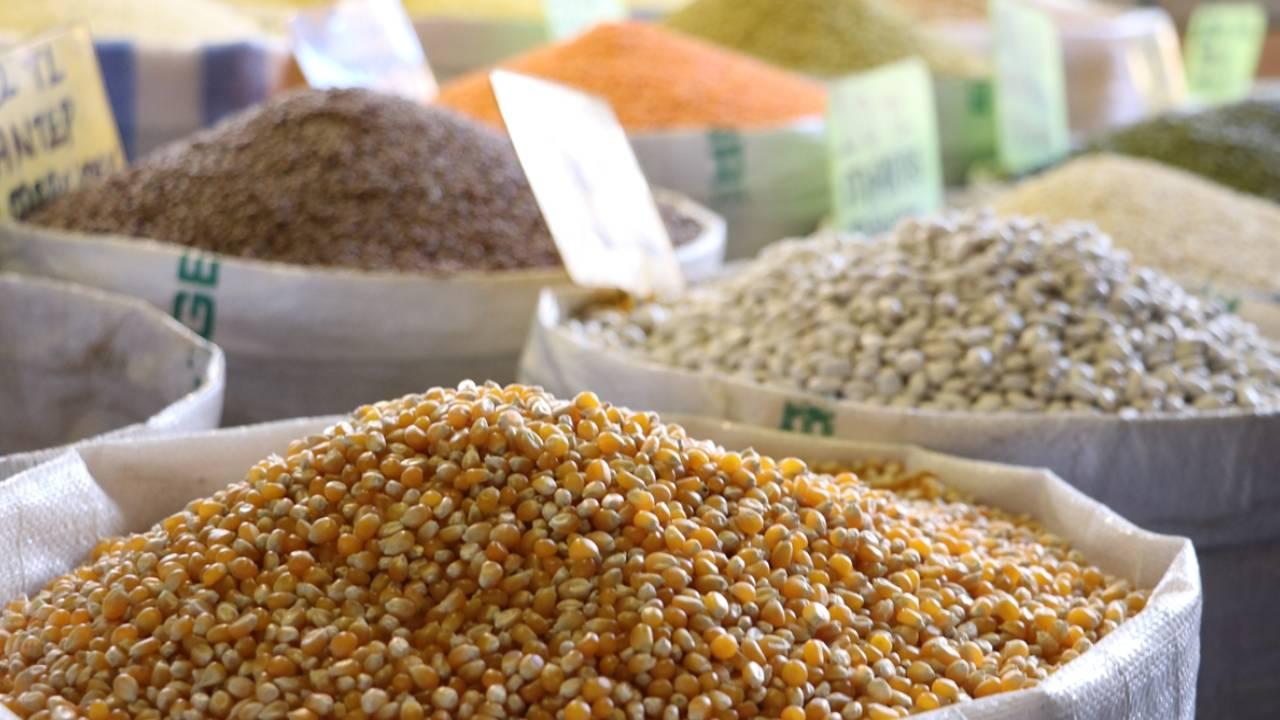 Foto - Yağmur bereketiyle geldi! Hububat üretiminde rekor bekleniyor