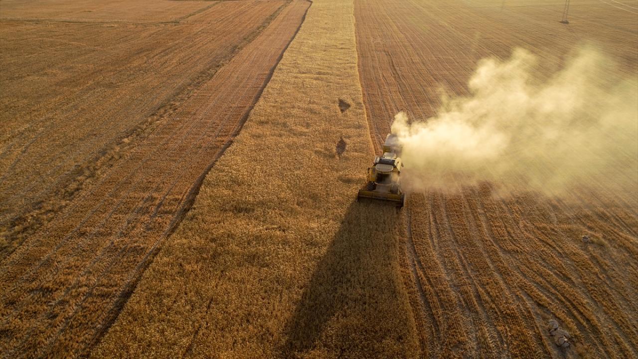 Foto - Yağmur bereketiyle geldi! Hububat üretiminde rekor bekleniyor