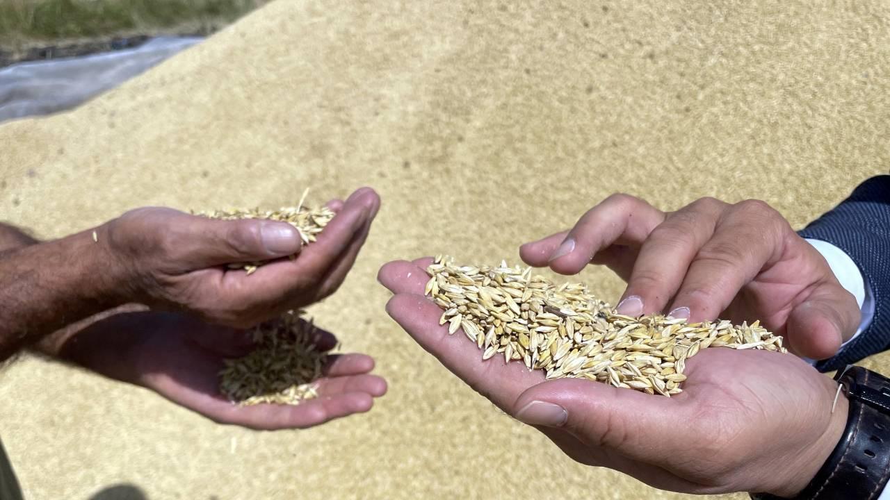Foto - Yağmur bereketiyle geldi! Hububat üretiminde rekor bekleniyor