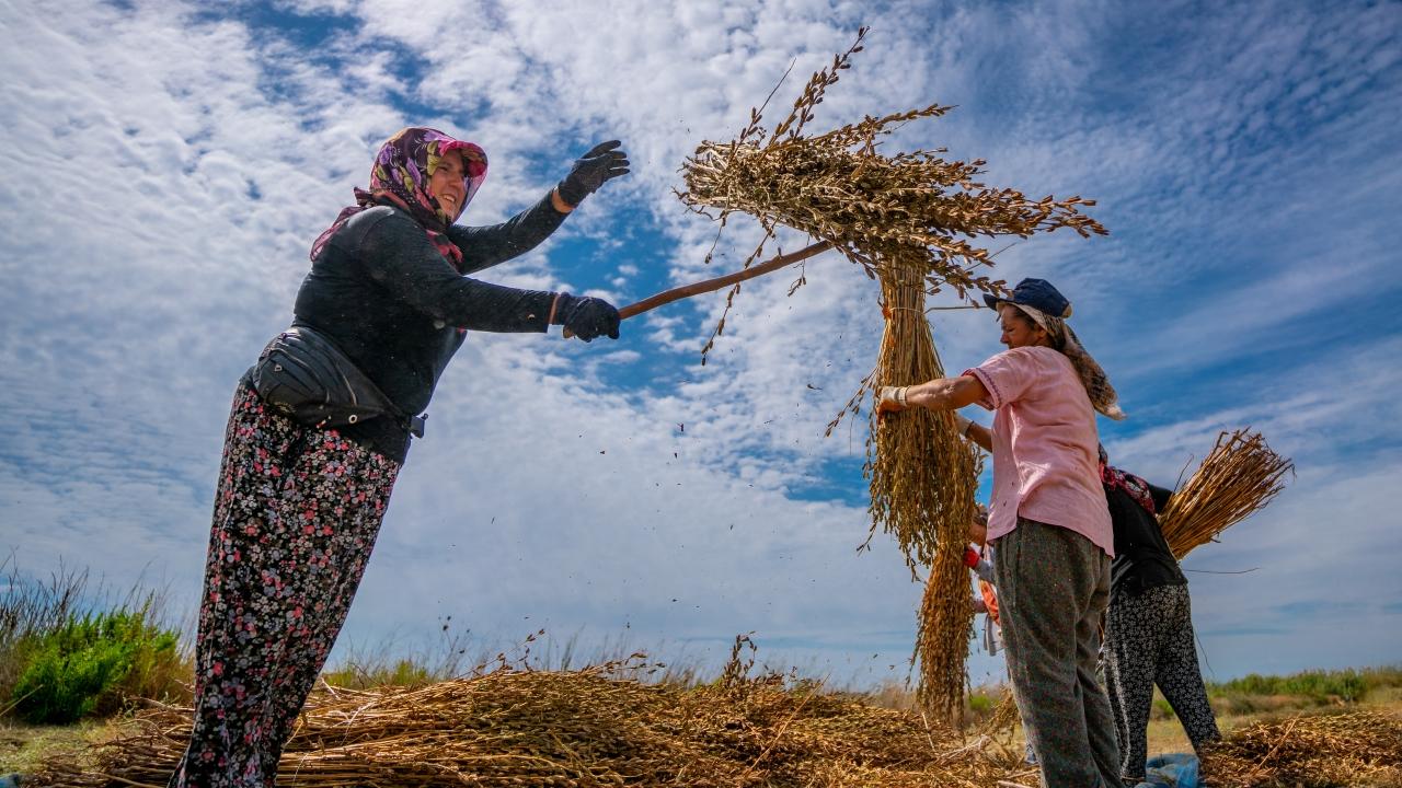 Foto - Yağmur bereketiyle geldi! Hububat üretiminde rekor bekleniyor