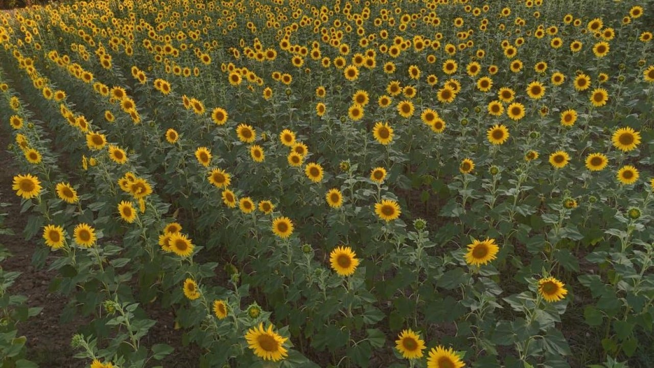 Foto - Yağmur yağdı! Ayçiçeğinin yüzünü güldü