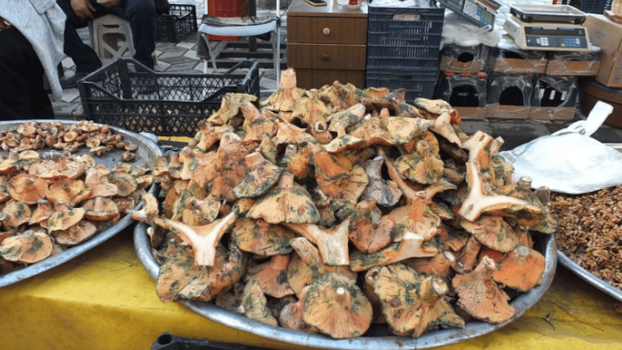 Foto - Yağmur yağınca dağlarda bollaştı! Kilosu 400 liradan 100 liraya düştü