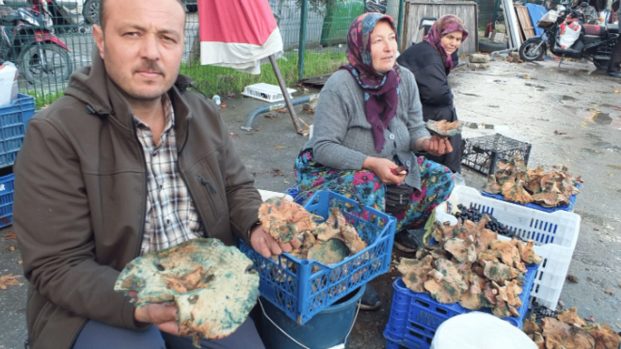 Foto - Yağmur yağınca dağlarda bollaştı! Kilosu 400 liradan 100 liraya düştü