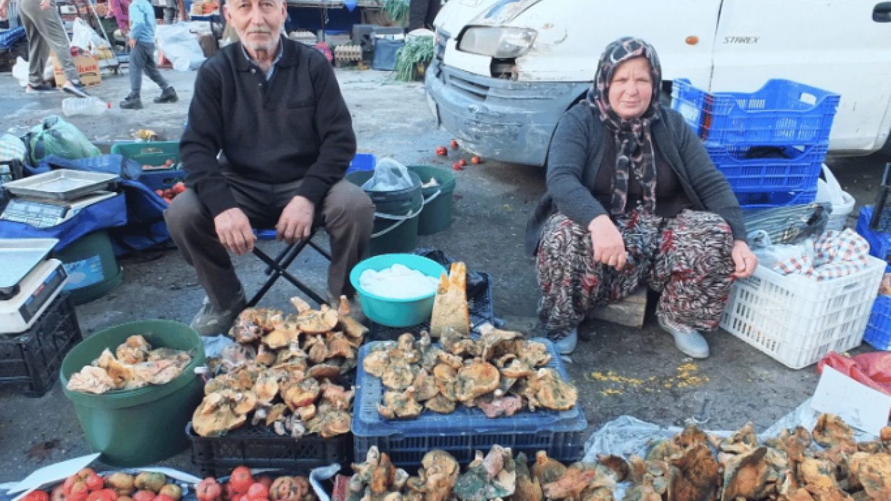 Foto - Yağmur yağınca dağlarda bollaştı! Kilosu 400 liradan 100 liraya düştü