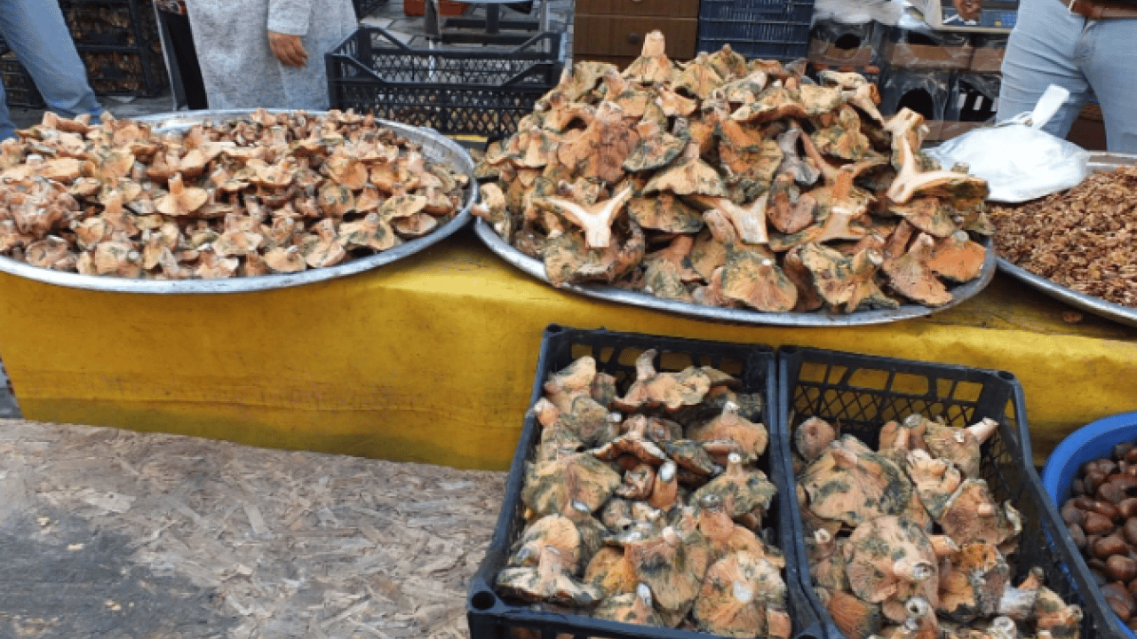 Yağmur yağınca dağlarda bollaştı! Kilosu 400 liradan 100 liraya düştü