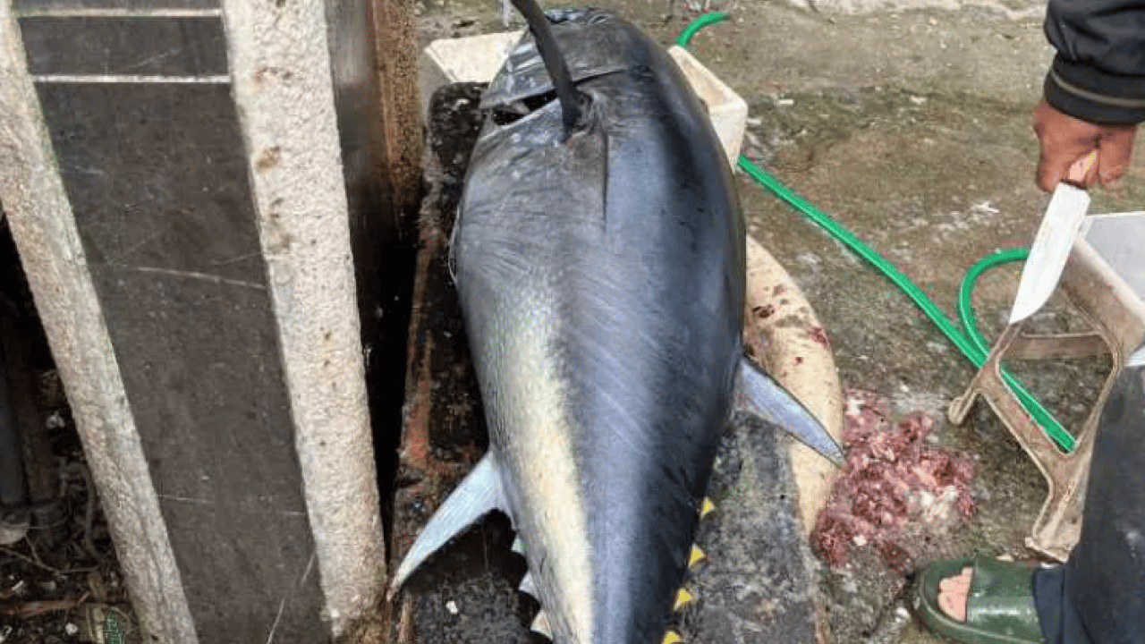 Foto - Yakaladığı balığın sevinci kursağında kaldı! Gelen kağıtla neye uğradığını şaşırdı!