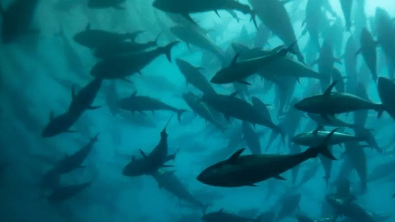 Foto - Yakaladığı balığın sevinci kursağında kaldı! Gelen kağıtla neye uğradığını şaşırdı!