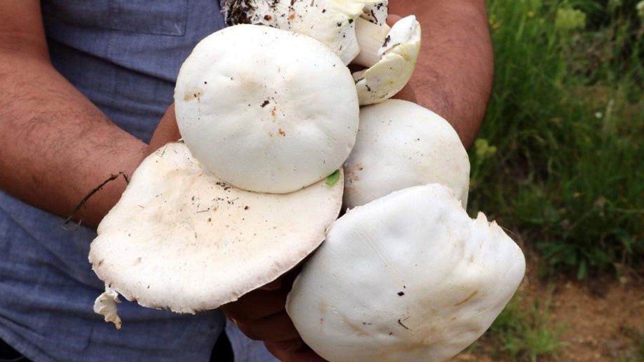 Foto - Yalnızca zirvelerde yetişiyor! Bu mantarın fiyatı altınla yarışıyor