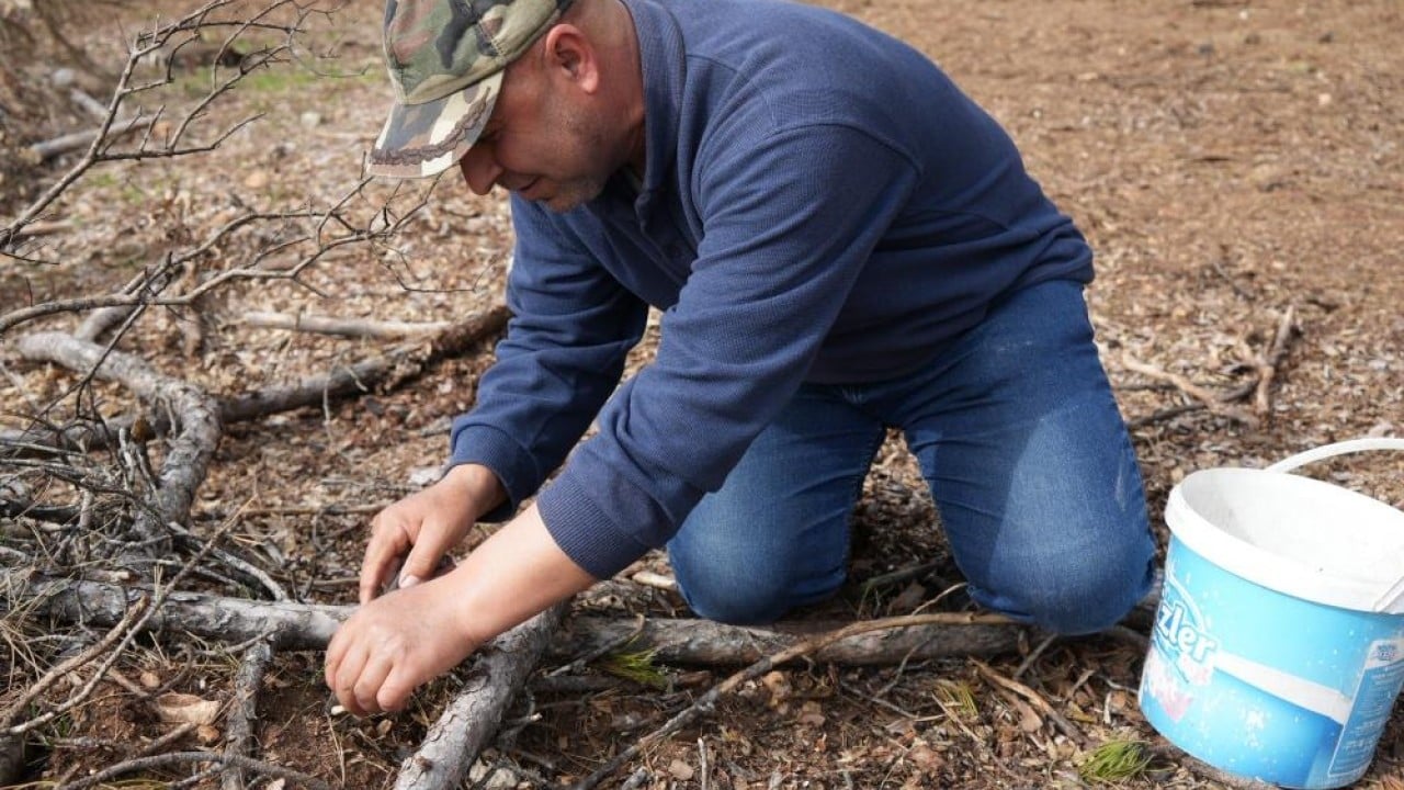 Foto - Yanan orman köylülerin gelir kaynağı oldu