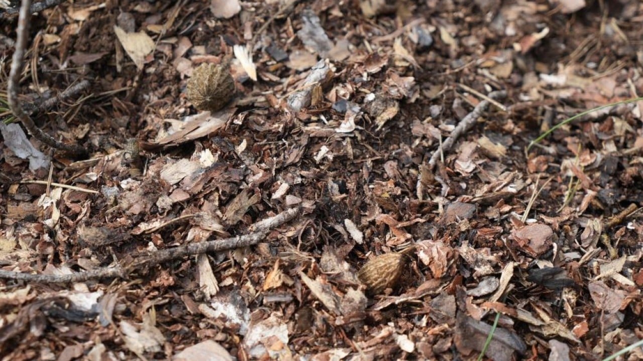Foto - Yanan orman köylülerin gelir kaynağı oldu