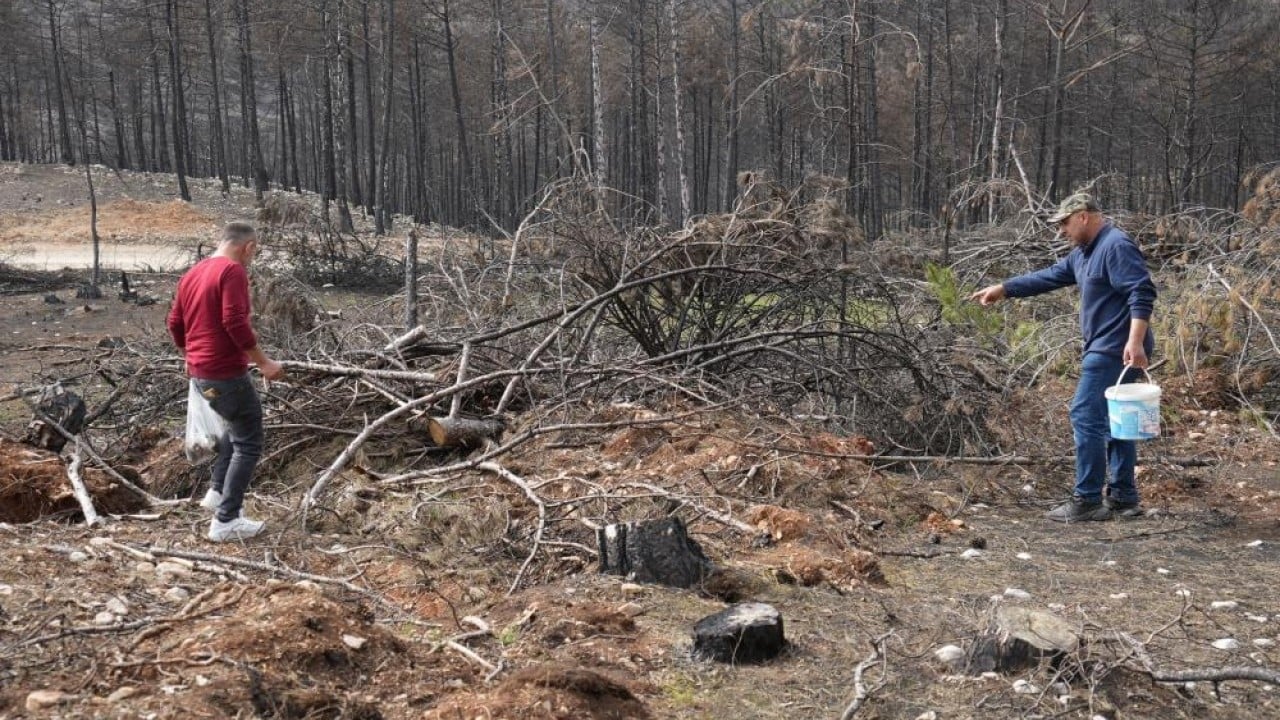 Foto - Yanan orman köylülerin gelir kaynağı oldu