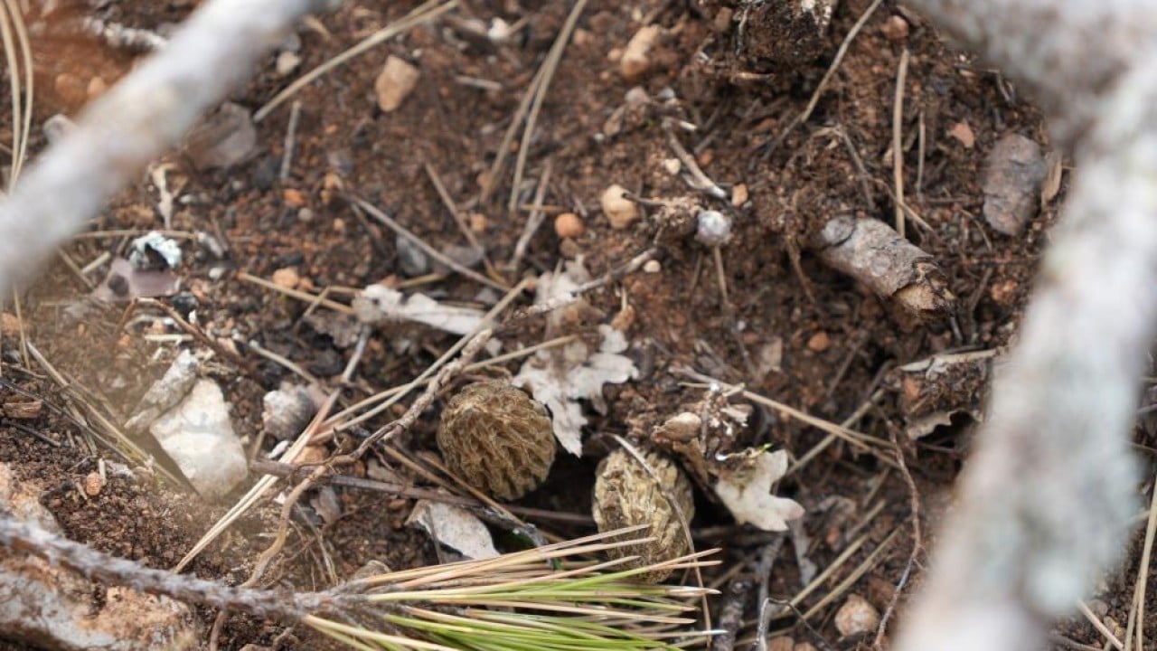Foto - Yanan orman köylülerin gelir kaynağı oldu