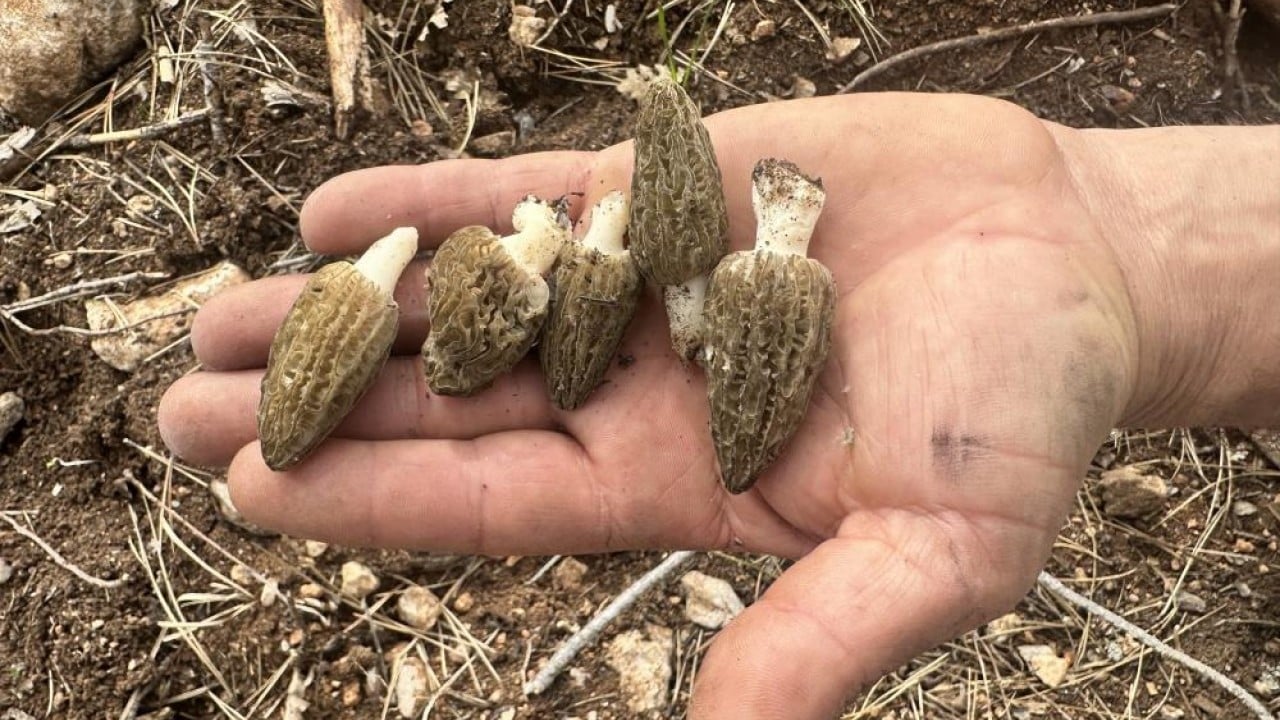 Foto - Yanan orman köylülerin gelir kaynağı oldu