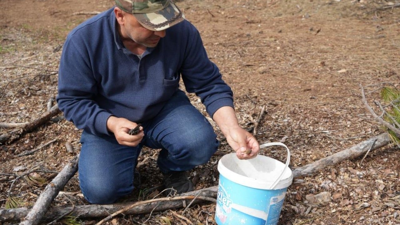 Foto - Yanan orman köylülerin gelir kaynağı oldu