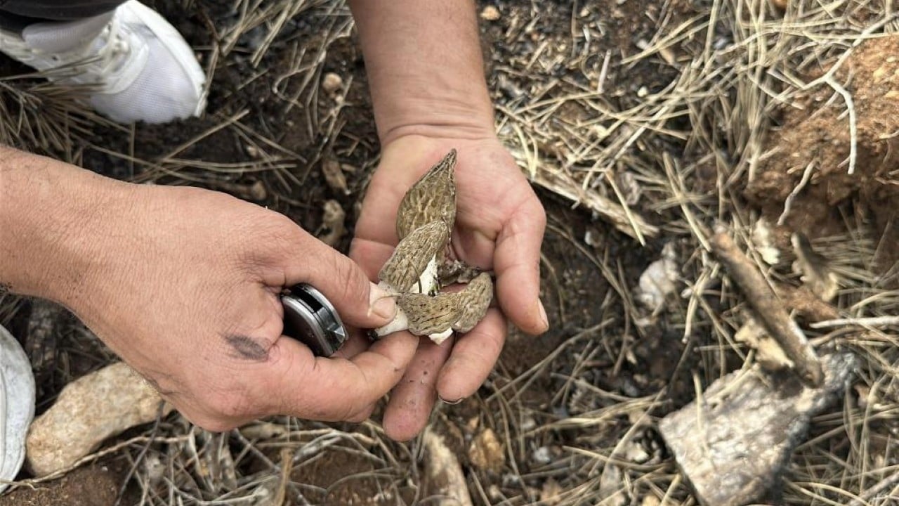 Yanan orman köylülerin gelir kaynağı oldu