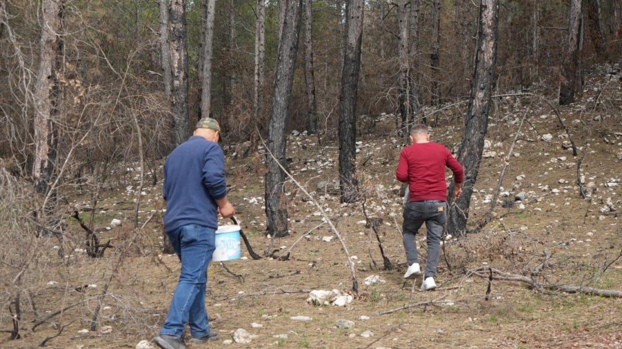 Foto - Yanan orman köylülerin gelir kaynağı oldu