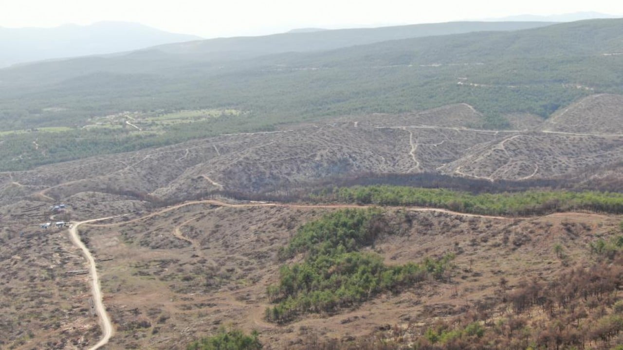 Foto - Yanan orman köylülerin gelir kaynağı oldu