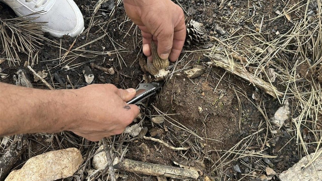 Foto - Yanan orman köylülerin gelir kaynağı oldu