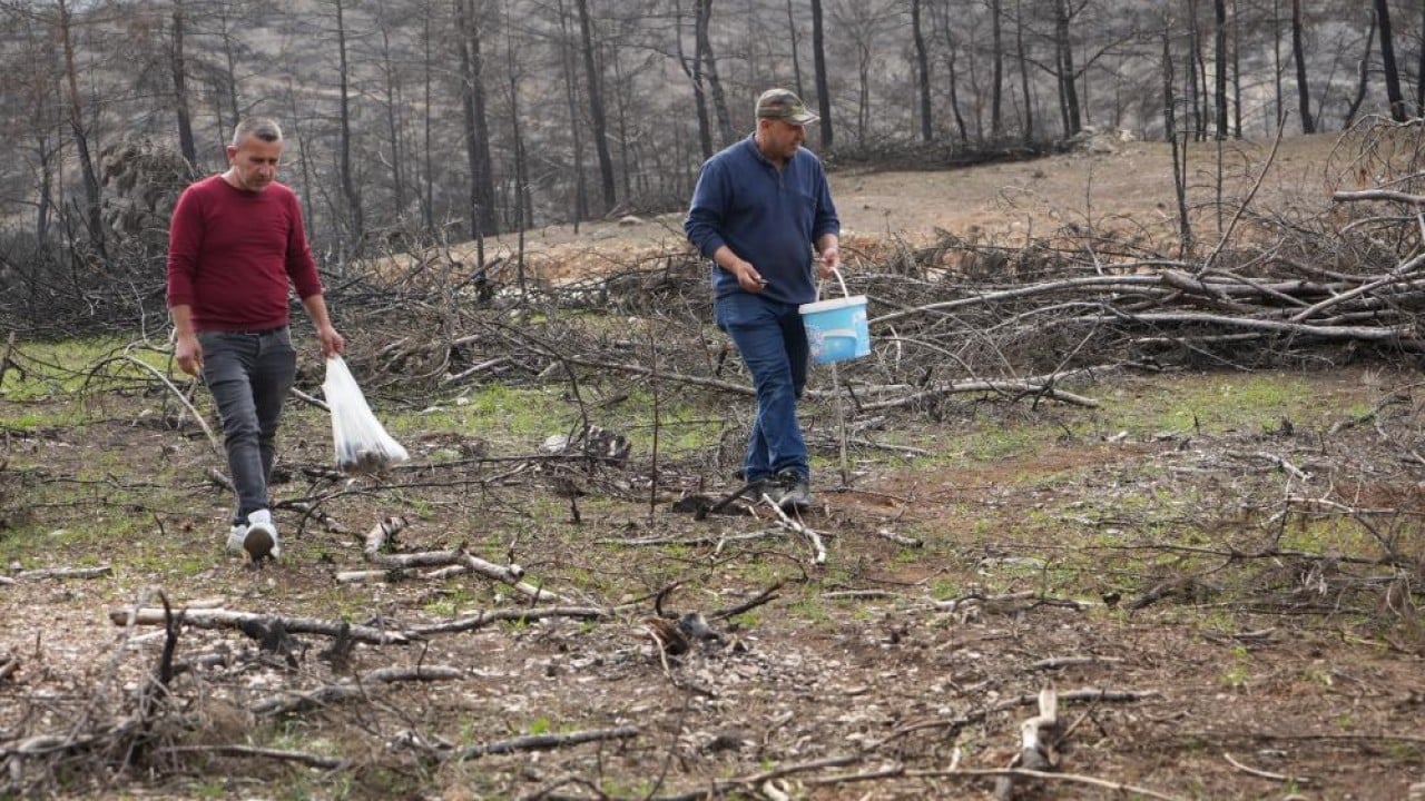 Foto - Yanan orman köylülerin gelir kaynağı oldu