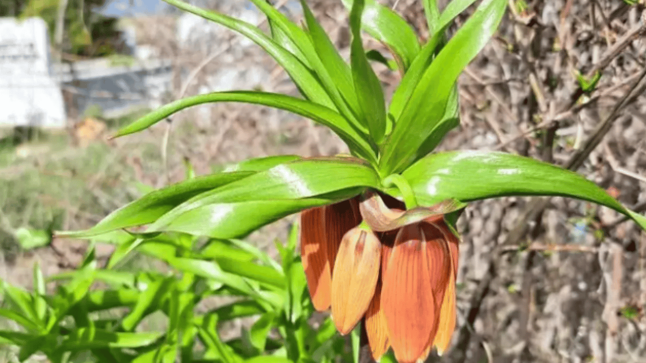 Foto - Görürseniz sakın dokunmayın: Koparmanın bedeli 700 bin TL