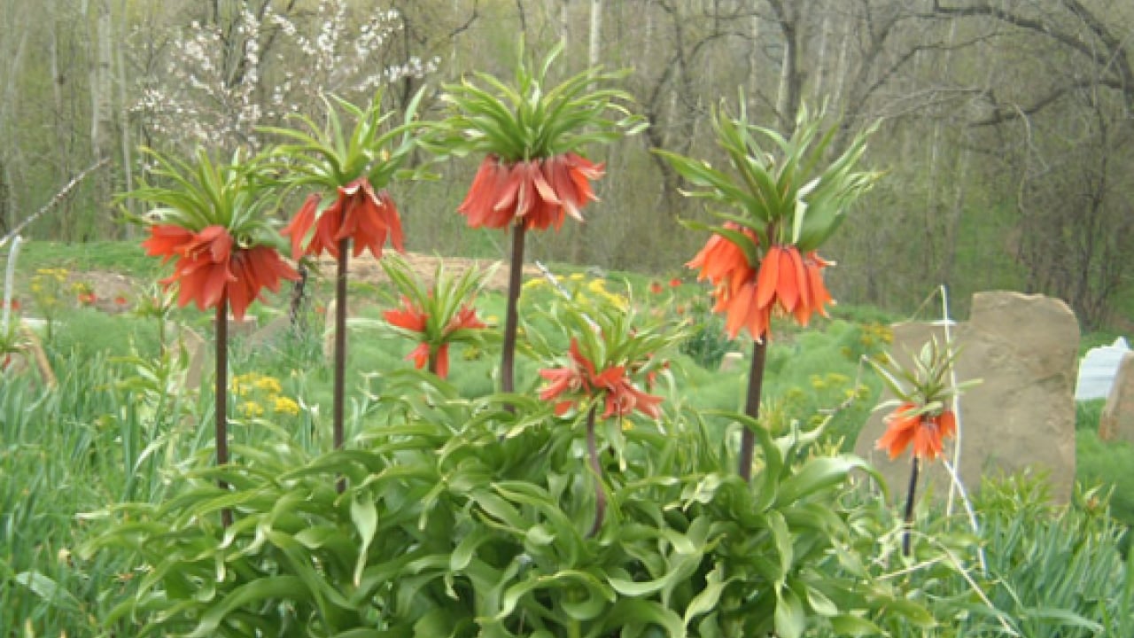 Foto - Görürseniz sakın dokunmayın: Koparmanın bedeli 700 bin TL