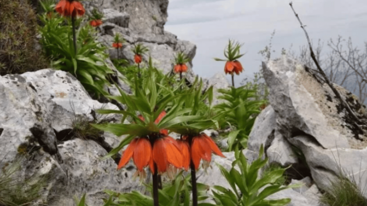 Foto - Görürseniz sakın dokunmayın: Koparmanın bedeli 700 bin TL