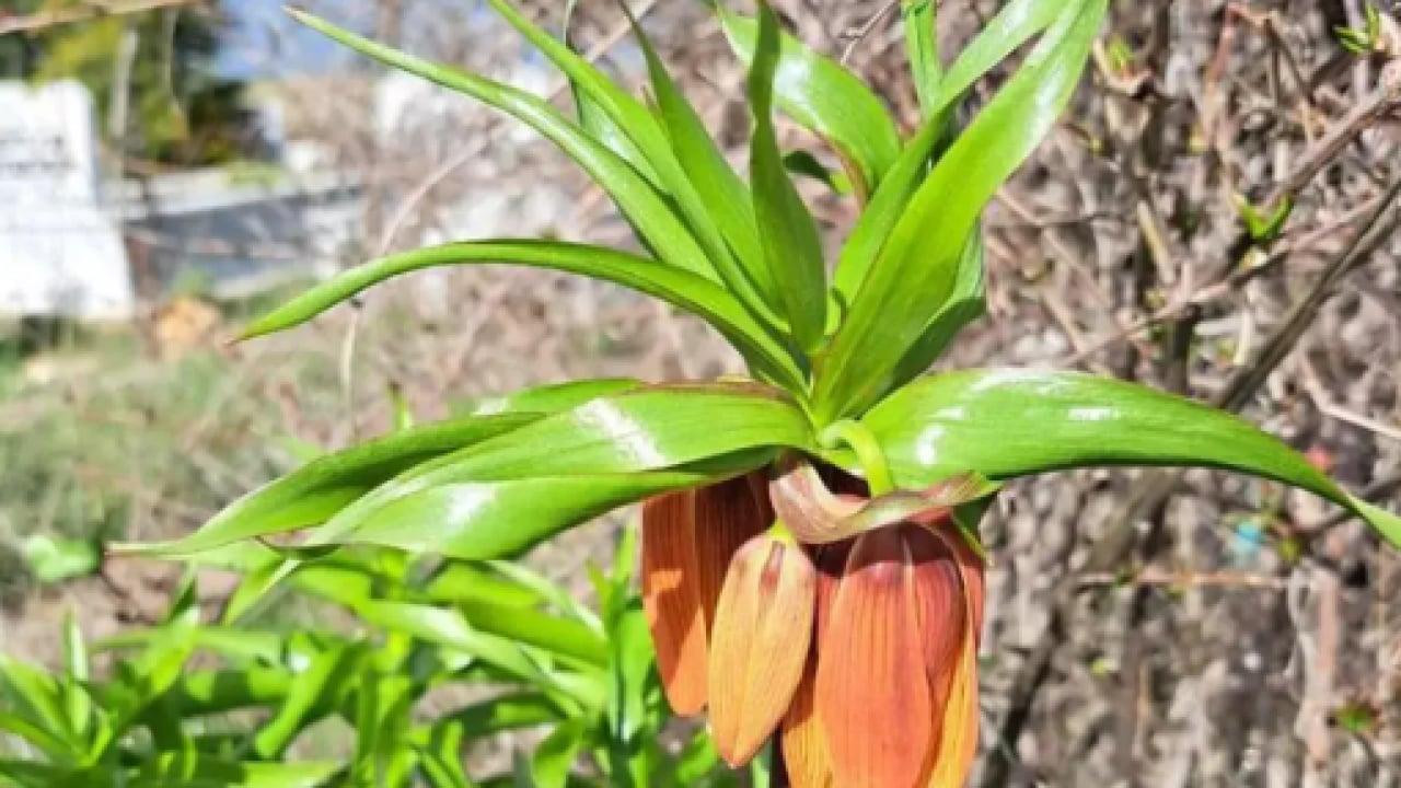 Foto - Görürseniz sakın dokunmayın: Koparmanın bedeli 700 bin TL