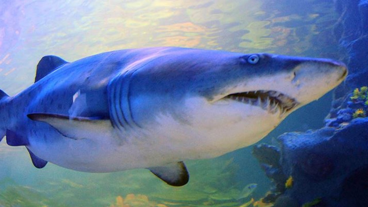 Foto - Yanlış bilinen 7 şey: Detayı biliyor musunuz? Hiç duymamış olabilirsiniz... Doğru bilinen yanlışlar