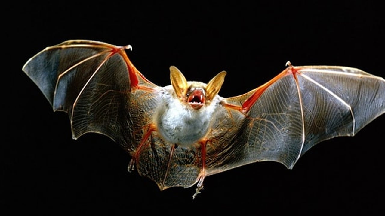 Foto - Yanlış bilinen 7 şey: Detayı biliyor musunuz? Hiç duymamış olabilirsiniz... Doğru bilinen yanlışlar