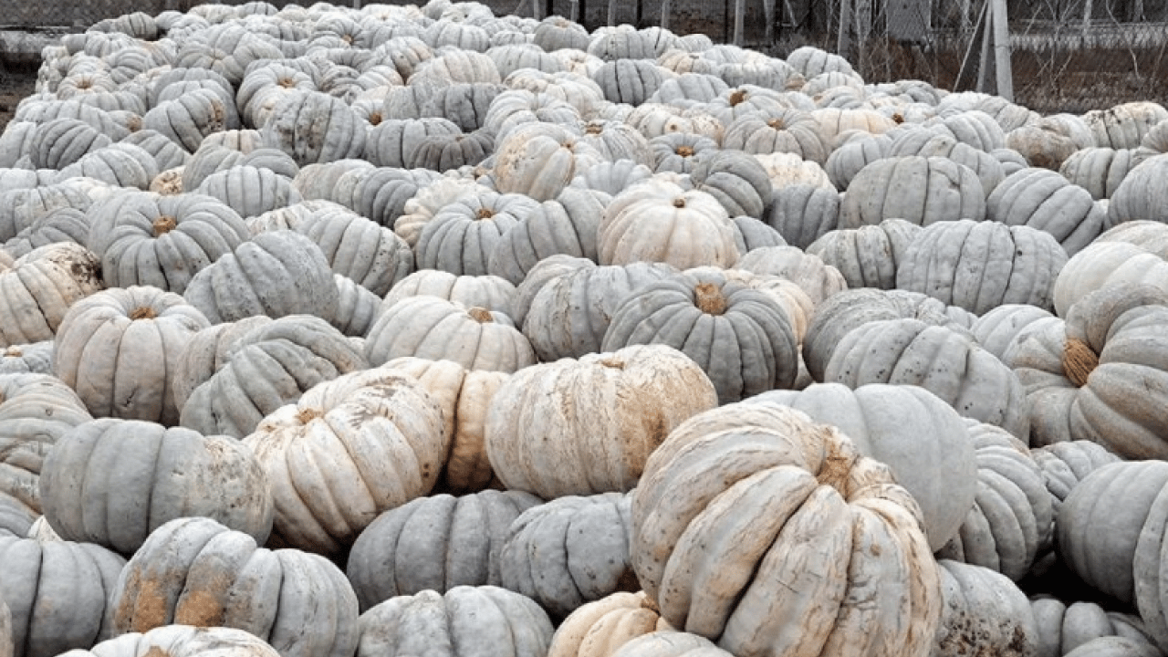 Foto - O üründe makas açıldı: Tarlada 10 markette 40 lira!