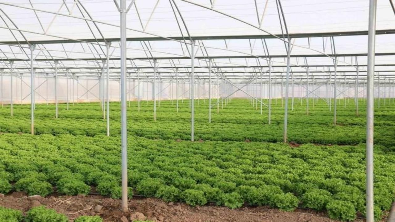 Foto - "Yapamazsın" diyenlere inat servet kazandı! Bileziklerini sattı, şimdi paraya para demiyor