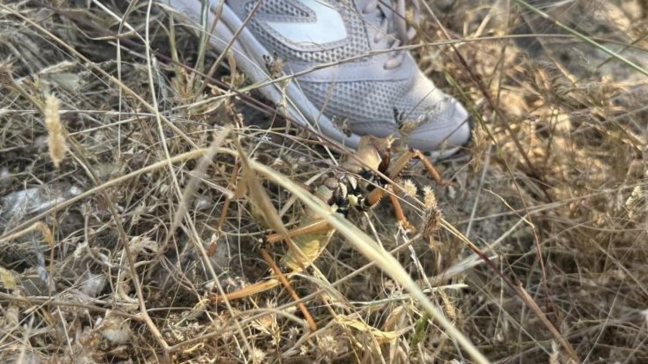 Foto - Yapay zeka değil gerçek! O ilimizde görülen etçil çekirgeler şoke etti