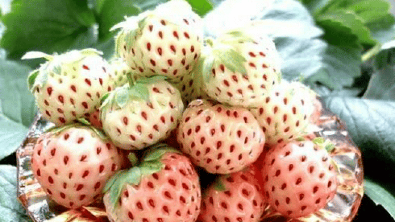 Foto - Yapay zeka ile üretiyor: 5 ülkeye ihraç ediyor!