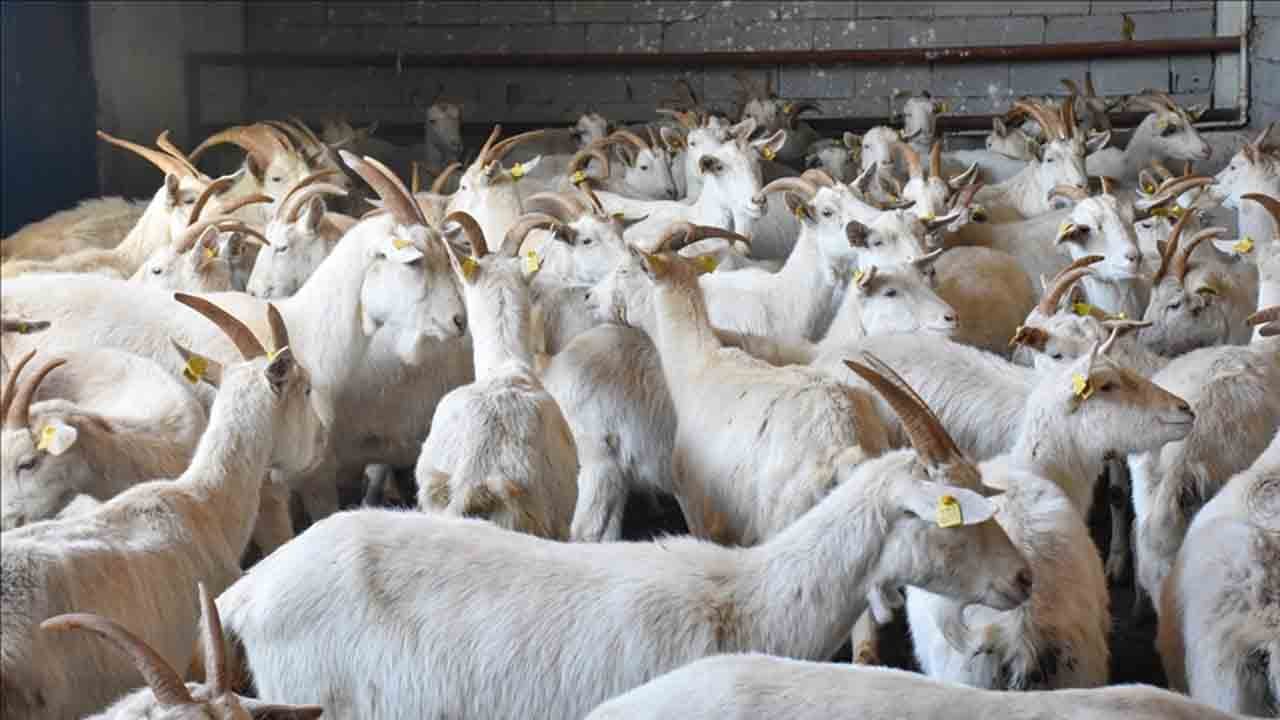 Foto - Yapılan araştırmada çok şaşırtan sonuç: Keçilerde köpek özelliği