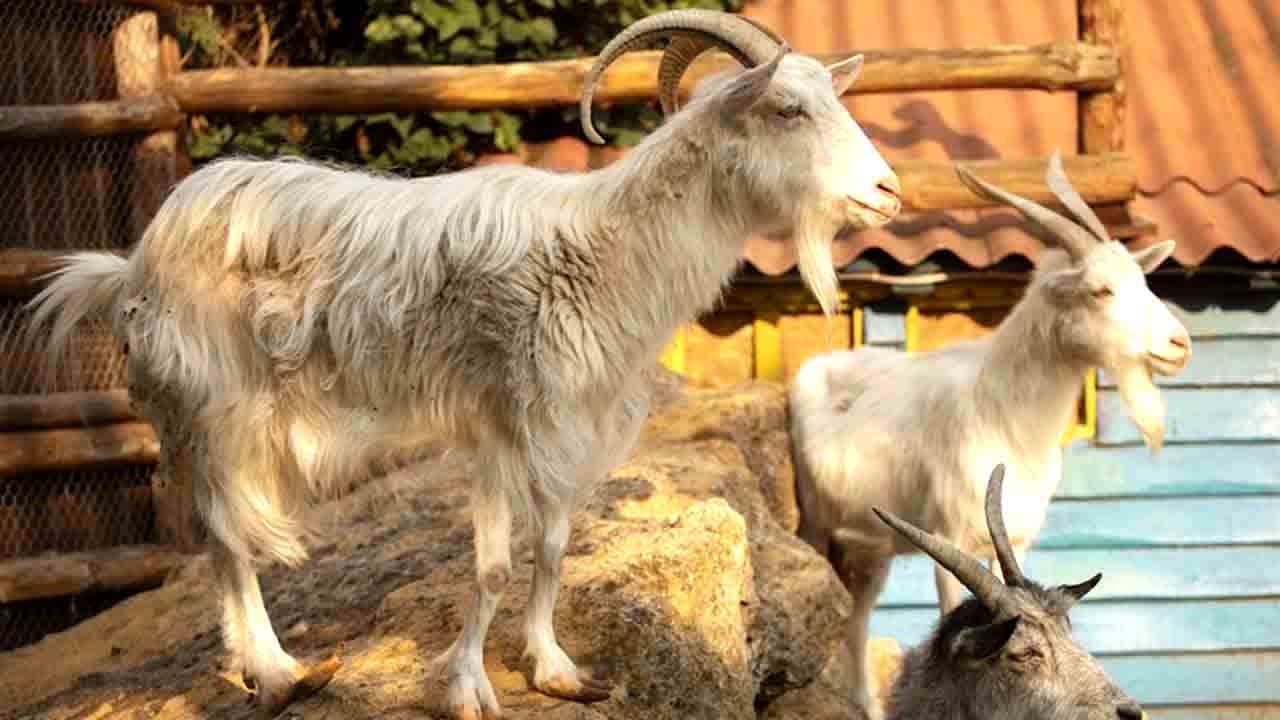 Yapılan araştırmada çok şaşırtan sonuç: Keçilerde köpek özelliği