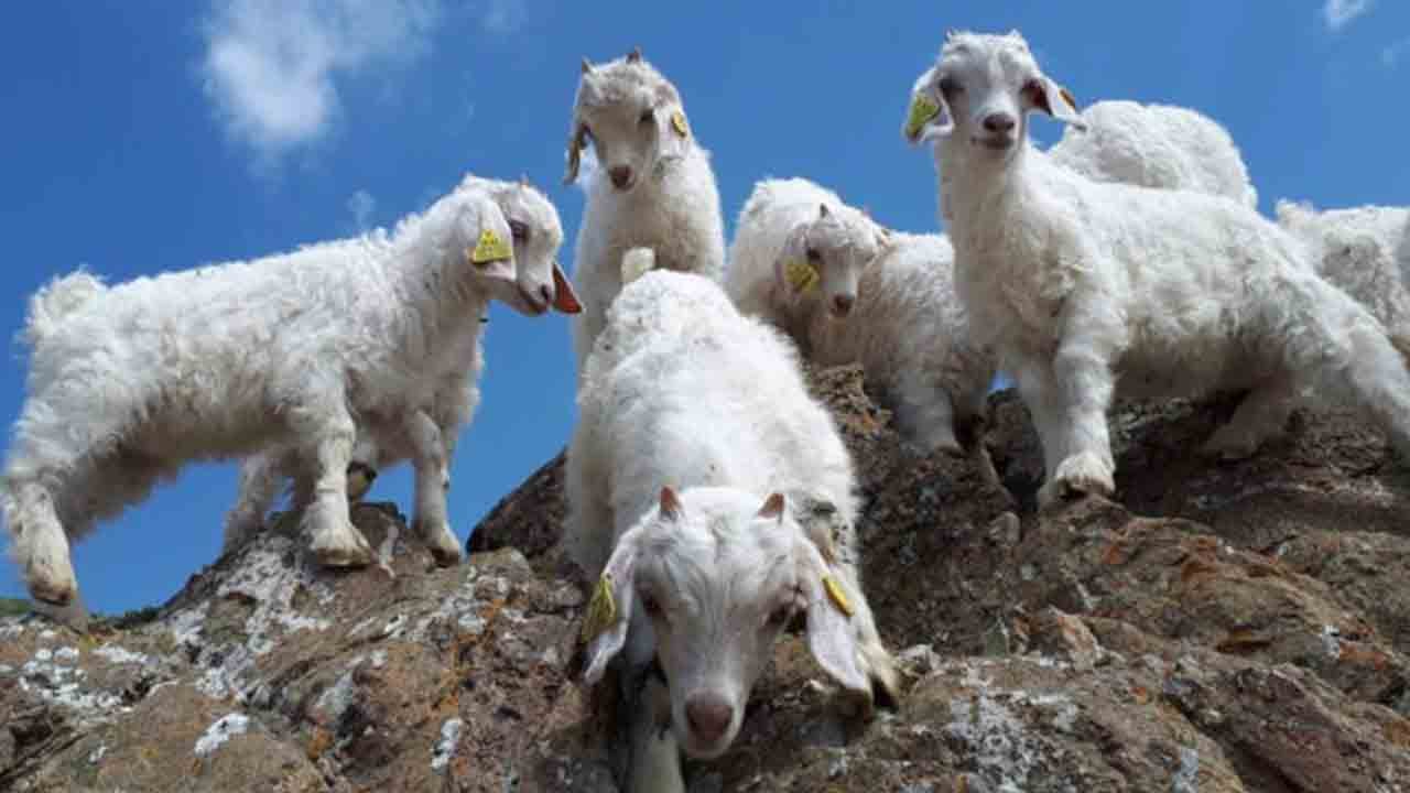 Foto - Yapılan araştırmada çok şaşırtan sonuç: Keçilerde köpek özelliği