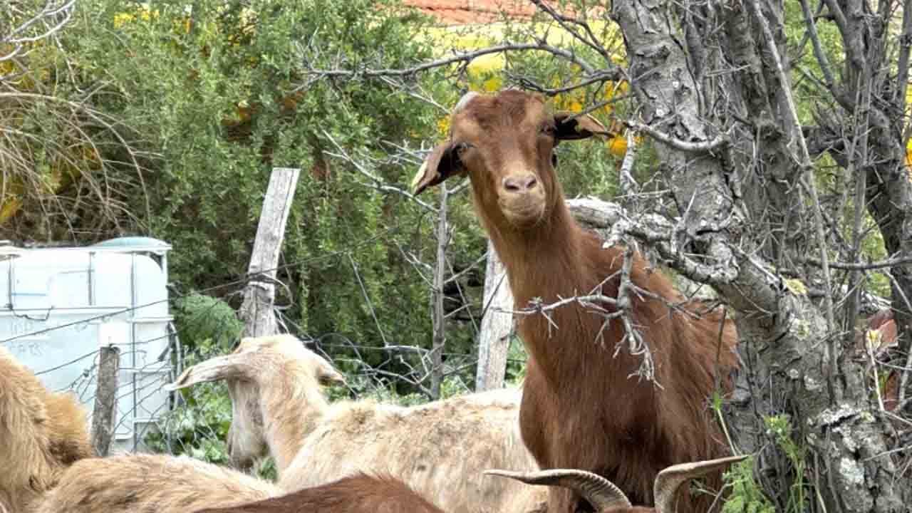 Foto - Yapılan araştırmada çok şaşırtan sonuç: Keçilerde köpek özelliği
