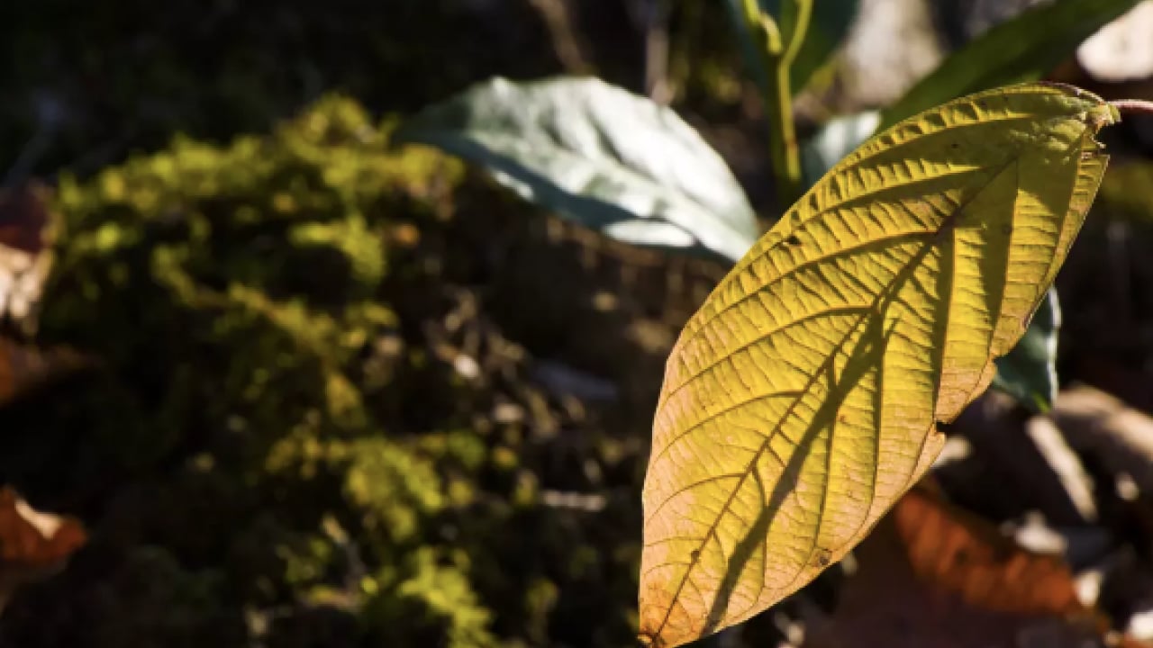 Foto - Yaprağı meyvesi gibi şifa! İşte o muhteşem meyve